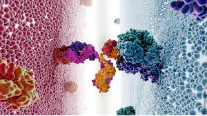 Bispecific Antibody Market