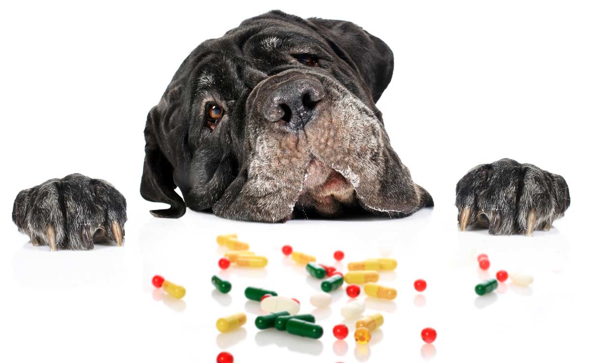 Dog Vitamins Market