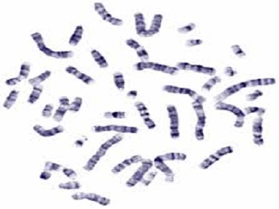 Karyotyping Service Market