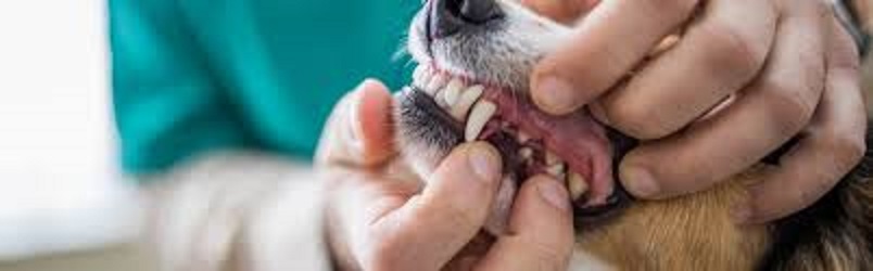 Pet Dental Care Market