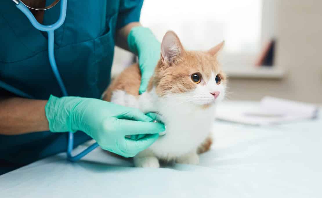 Veterinary Healthcare Market