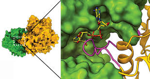 Biological Enzyme Market