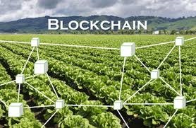 Blockchain In Agriculture And Food Supply Chain