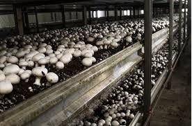 Cultivated Mushrooms Market