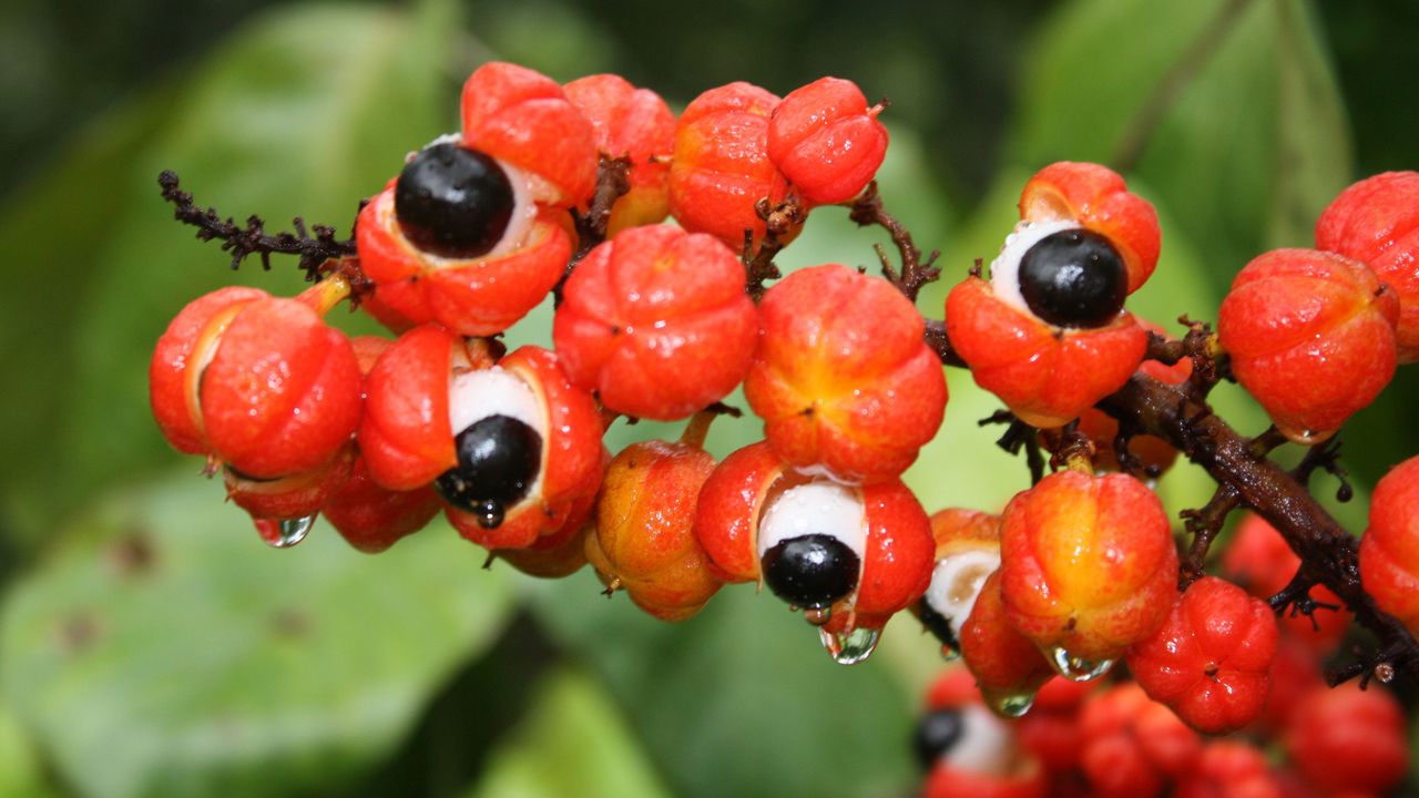 Guarana