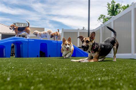 Pet Daycare Market