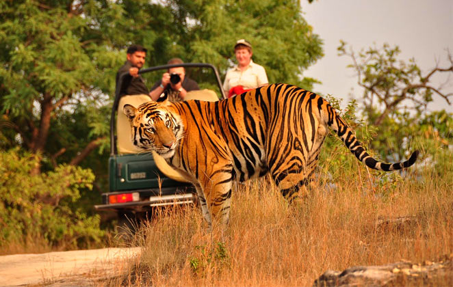 Safari Tourism