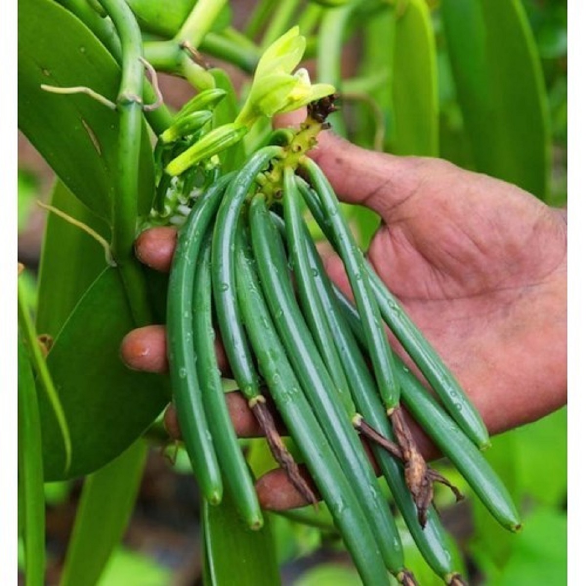 Vanilla Beans